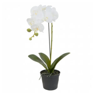 Phalaenopsis artificial x1 in ghiveci SIA