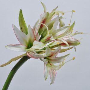 Floare artificiala Amaryllis crem/verde 71 cm SILKKA