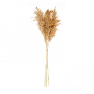 Iarba Pampas mov 88cm