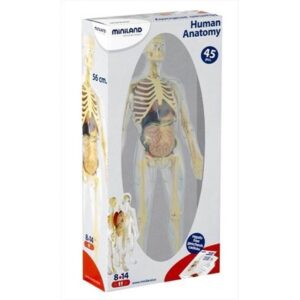 ANATOMIA OMULUI Miniland