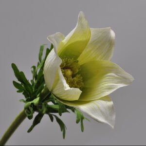 Floare artificiala Anemona crem/galben 44 cm SILKKA