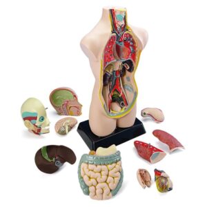 Set ANATOMIA OMULUI Miniland